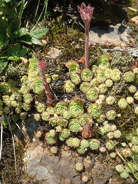 Sempervivum montanum \ Berg-Hauswurz / Mountain House-Leek, F Collet de Allevard 9.7.2016