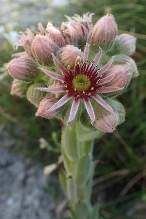 Sempervivum montanum \ Berg-Hauswurz / Mountain House-Leek, F Pyrenäen/Pyrenees, Canigou 24.7.2018