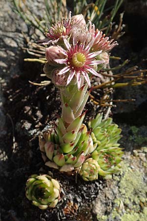 Sempervivum montanum \ Berg-Hauswurz / Mountain House-Leek, F Pyrenäen/Pyrenees, Canigou 24.7.2018