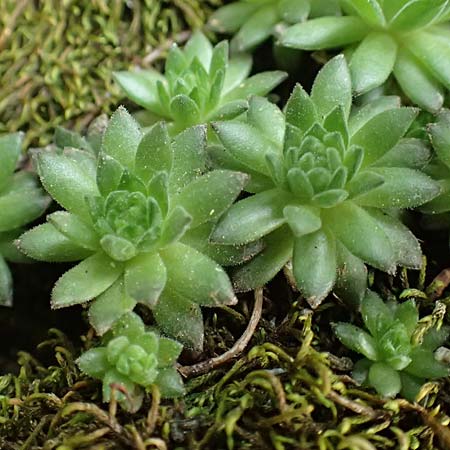 Sempervivum montanum \ Berg-Hauswurz / Mountain House-Leek, F Pyrenäen/Pyrenees, Canigou 24.7.2018