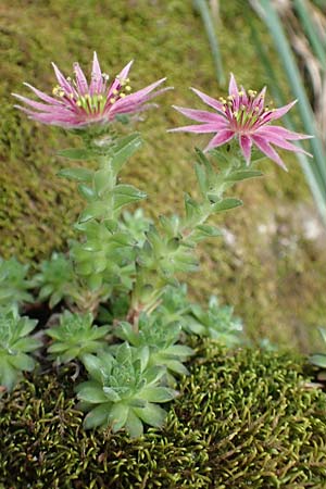 Sempervivum montanum \ Berg-Hauswurz / Mountain House-Leek, F Pyrenäen/Pyrenees, Canigou 24.7.2018