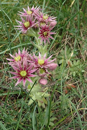 Sempervivum montanum \ Berg-Hauswurz / Mountain House-Leek, F Pyrenäen/Pyrenees, Col de Mantet 28.7.2018