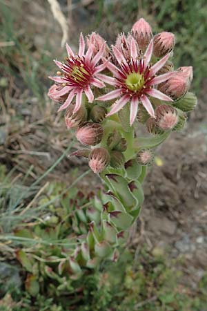 Sempervivum montanum \ Berg-Hauswurz / Mountain House-Leek, F Pyrenäen/Pyrenees, Puigmal 29.7.2018