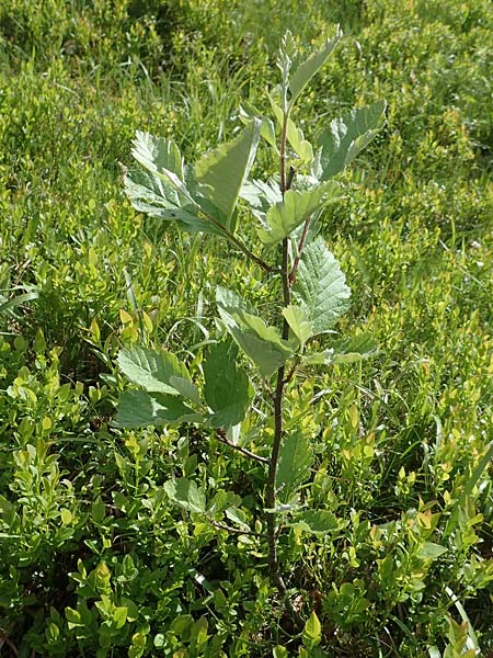 Sorbus mougeotii \ Berg-Mehlbeere / Edible Mountain-Ash, F Vogesen/Vosges, Grand Ballon 18.6.2019