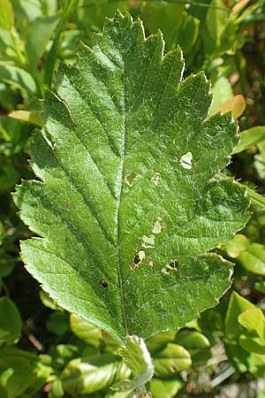 Sorbus mougeotii \ Berg-Mehlbeere / Edible Mountain-Ash, F Vogesen/Vosges, Grand Ballon 18.6.2019