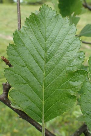 Sorbus mougeotii \ Berg-Mehlbeere / Edible Mountain-Ash, F Vogesen/Vosges, Grand Ballon 18.6.2019