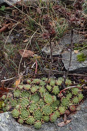 Sempervivum montanum \ Berg-Hauswurz / Mountain House-Leek, F Bonneval-sur-Arc 6.10.2021