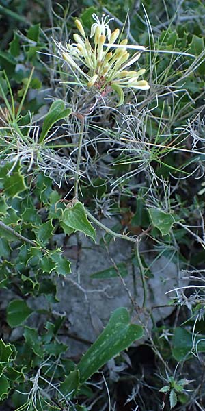 Smilax aspera \ Stechwinde / Rough Bindweed, F Martigues 8.10.2021
