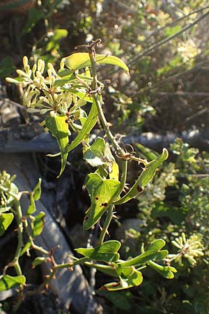 Smilax aspera \ Stechwinde / Rough Bindweed, F Martigues 8.10.2021