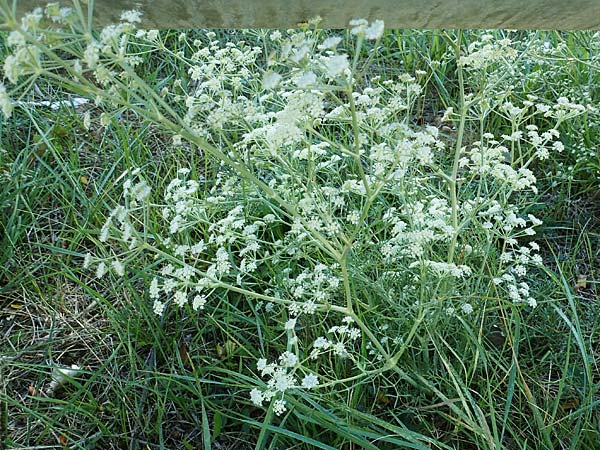 Seseli montanum \ Bergfenchel / Seseli, F Sisteron 8.10.2021