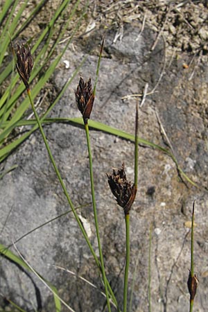 Schoenus nigricans \ Schwrzliche Kopfbinse / Black Bog-Rush, F Millau 30.5.2009