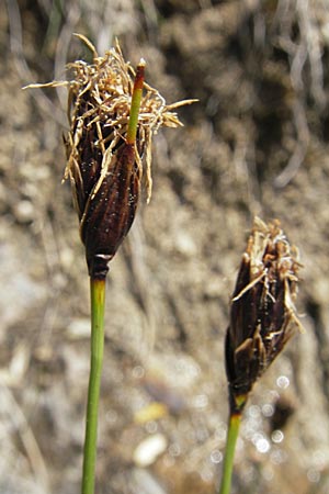 Schoenus nigricans \ Schwrzliche Kopfbinse / Black Bog-Rush, F Millau 30.5.2009