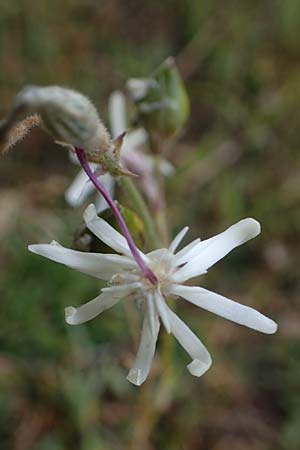 Silene nutans \ Nickendes Leimkraut / Nottingham Catchfly, F Bonneval-sur-Arc 6.10.2021
