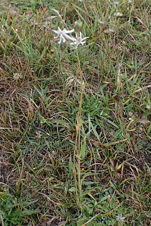Silene nutans \ Nickendes Leimkraut / Nottingham Catchfly, F Bonneval-sur-Arc 6.10.2021