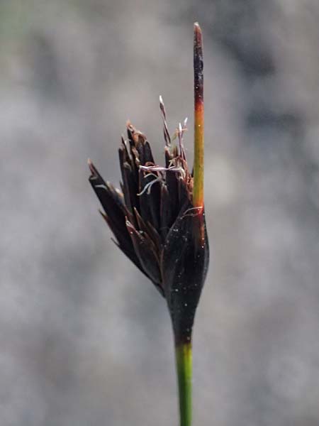 Schoenus nigricans \ Schw�rzliche Kopfbinse / Black Bog-Rush, F Tende 18.5.2026