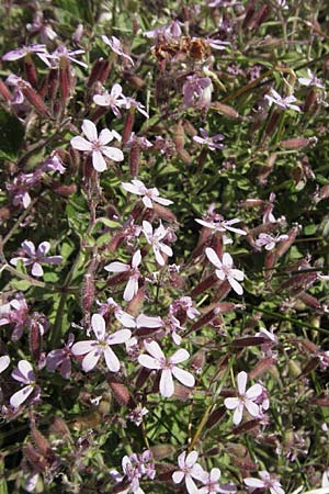 Saponaria ocymoides \ Rotes Seifenkraut / Rock Soapwort, F Severac-le-Chateau 8.6.2006