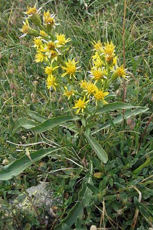 Solidago virgaurea subsp. minuta \ Alpen-Goldrute / Alpine Goldenrod, Andorra Estany de Pessons 10.8.2006
