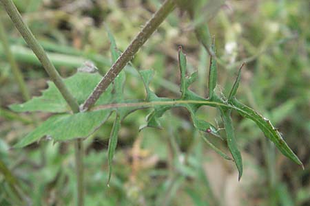 Sonchus tenerrimus \ Zarte Gnsedistel, F Corbières, Talairan 13.5.2007