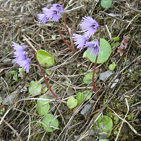 Soldanella alpina \ Alpenglckchen / Alpine Snowbell, F Col du Galibier 21.6.2008