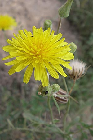 Sonchus tenerrimus \ Zarte Gnsedistel, F Toreilles 24.6.2008