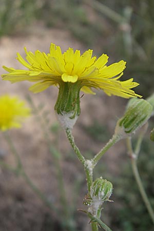 Sonchus tenerrimus \ Zarte Gnsedistel, F Toreilles 24.6.2008