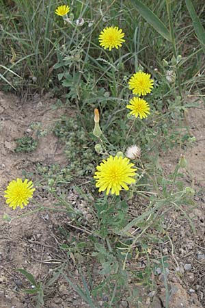 Sonchus tenerrimus \ Zarte Gnsedistel, F Toreilles 24.6.2008