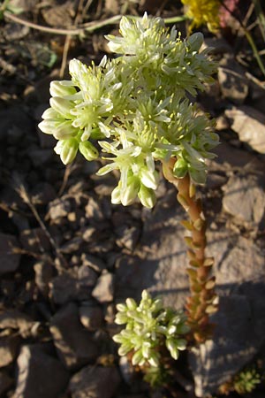 Sedum sediforme \ Nizza-Mauerpfeffer / Pale Stonecrop, F Frontignan 28.6.2008