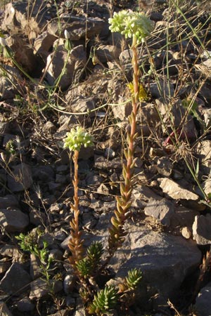 Sedum sediforme \ Nizza-Mauerpfeffer / Pale Stonecrop, F Frontignan 28.6.2008
