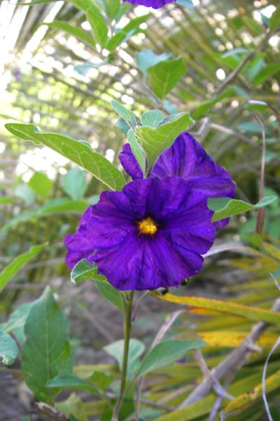 Solanum rantonnetii \ Blauer Kartoffelstrauch, Enzianbaum / Blue Potato Bush, Royal Robe, F Lac de Salagou 4.6.2009