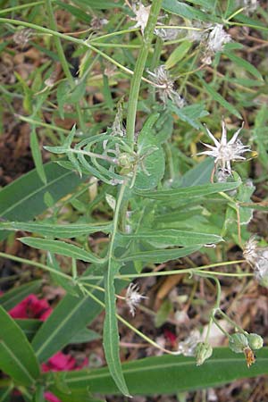 Sonchus tenerrimus \ Zarte Gnsedistel, F Sète 5.6.2009