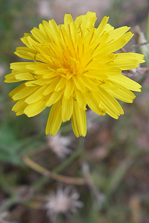 Sonchus tenerrimus \ Zarte Gnsedistel, F Sète 5.6.2009