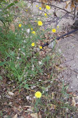 Sonchus tenerrimus \ Zarte Gnsedistel, F Sète 5.6.2009