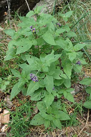 Solanum dulcamara \ Bitterser Nachtschatten / Bittersweet, F Pyrenäen/Pyrenees, Segre - Schlucht / Gorge 2.8.2018