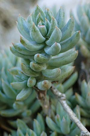 Sedum ochroleucum \ Blagelber Mauerpfeffer / European Stonecrop, F La Turbie 7.10.2021