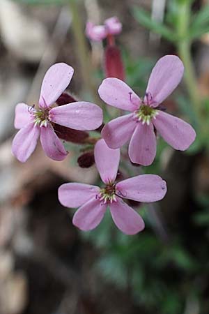 Saponaria ocymoides \ Rotes Seifenkraut / Rock Soapwort, F Gap 29.4.2023
