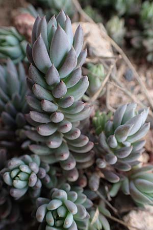 Sedum ochroleucum \ Blagelber Mauerpfeffer / European Stonecrop, F Champcella 29.4.2023