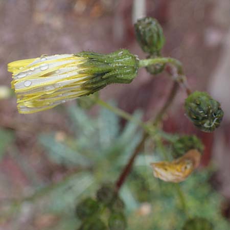 Sonchus oleraceus \ Kohl-Gnsedistel / Smooth Sow-Thistle, F S. Sauveur-sur-Tinée 30.4.2023
