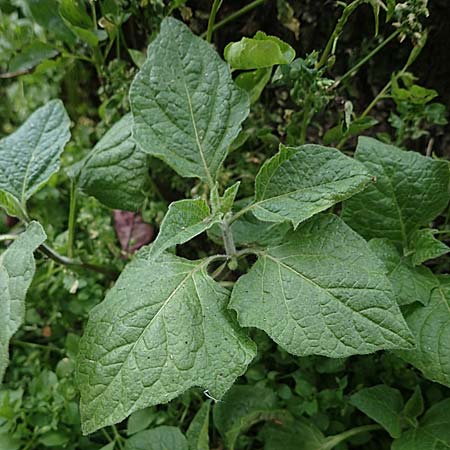 Physalis alkekengi \ Judenkirsche, Lampionblume / Japanese Lantern, Bladder Cherry, F Lons-le-Saunier 4.5.2023