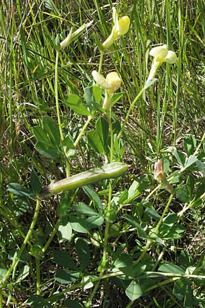 Lotus maritimus \ Gelbe Spargelerbse / Dragon's-Teeth, F Mauguio 7.6.2006