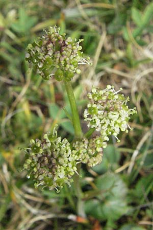 Selinum pyrenaeum \ Berg-Silge, Pyrenen-Brustwurz / Pyrenean Angelica, F Pyrenäen/Pyrenees, Eyne 9.8.2006