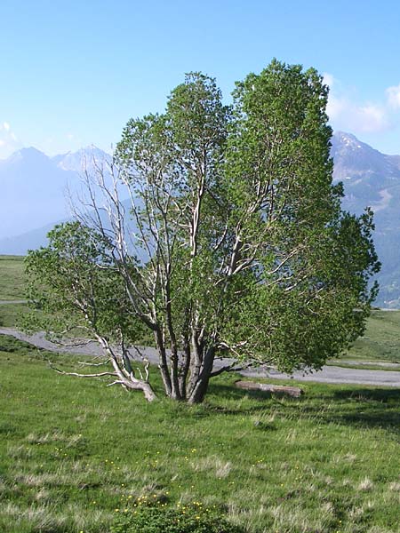 Salix pentandra \ Lorbeer-Weide, Fnfmnnige Weide / Bay Willow, F Col de Granon 22.6.2008