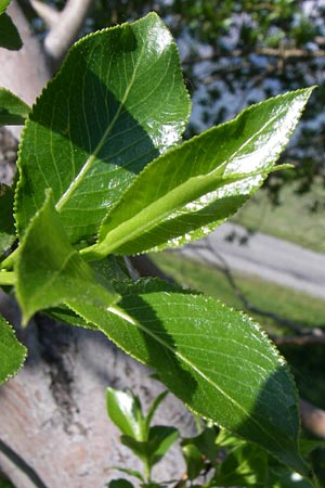 Salix pentandra \ Lorbeer-Weide, Fnfmnnige Weide / Bay Willow, F Col de Granon 22.6.2008