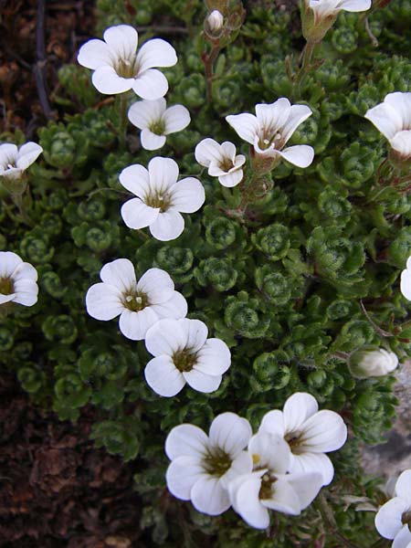 Saxifraga pedemontana \ Piemonteser Steinbrech / Piemont Saxifrage, F Col de Lautaret Botan. Gar.  28.6.2008