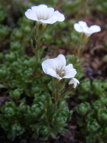 Saxifraga pedemontana \ Piemonteser Steinbrech / Piemont Saxifrage, F Col de Lautaret Botan. Gar.  28.6.2008