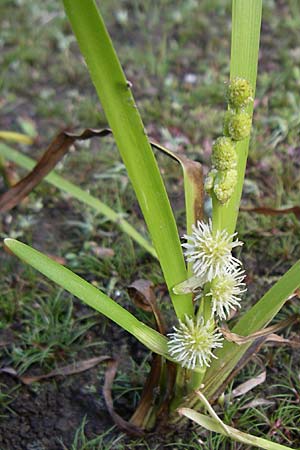Sparganium emersum \ Einfacher Igelkolben / Unbranched Bur-Reed, F Vogesen/Vosges, Lac de la Lauch 3.8.2008