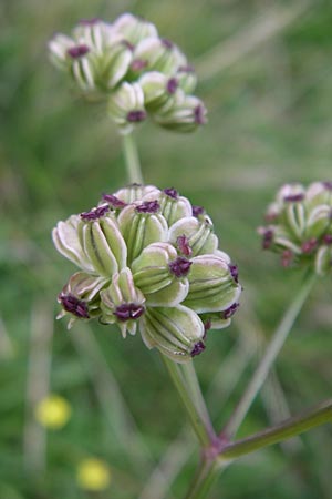 Selinum pyrenaeum \ Berg-Silge, Pyrenen-Brustwurz / Pyrenean Angelica, F Chaume de Chitelet 5.8.2008
