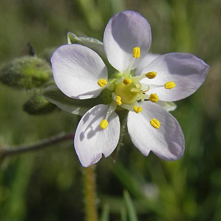 Spergularia media \ Flgelsamige Schuppenmiere / Greater Sea Spurrey, F Stes. Maries 26.5.2009