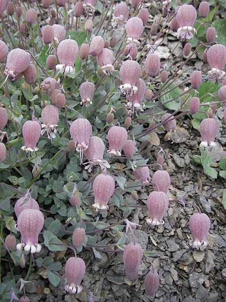 Silene vulgaris subsp. prostrata \ Alpen-Leimkraut / Prostrate Bladder Campion, F Col de la Bonette 8.7.2016