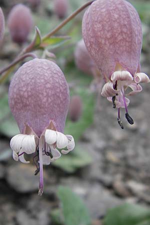Silene vulgaris subsp. prostrata \ Alpen-Leimkraut / Prostrate Bladder Campion, F Col de la Bonette 8.7.2016