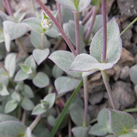 Silene vulgaris subsp. prostrata \ Alpen-Leimkraut / Prostrate Bladder Campion, F Col de la Bonette 8.7.2016